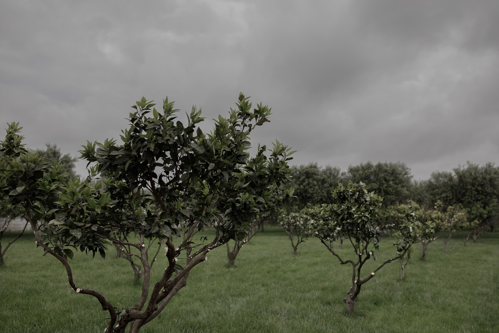 Rainy wedding in Puglia _ Rainy wedding in Puglia at Masseria Potenti