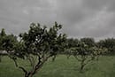 _ Rainy wedding in Puglia at Masseria Potenti