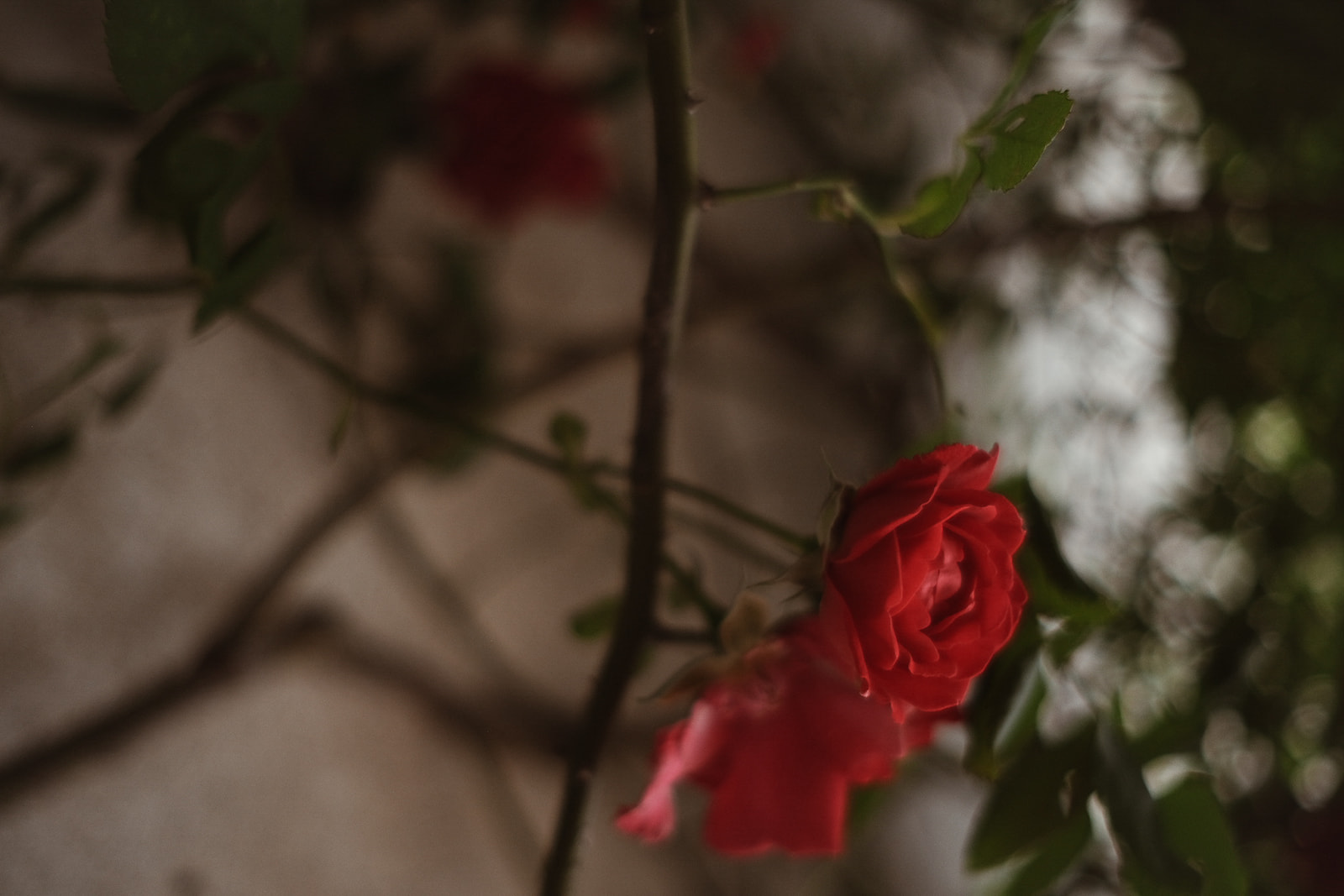 Dominus Rose rouge