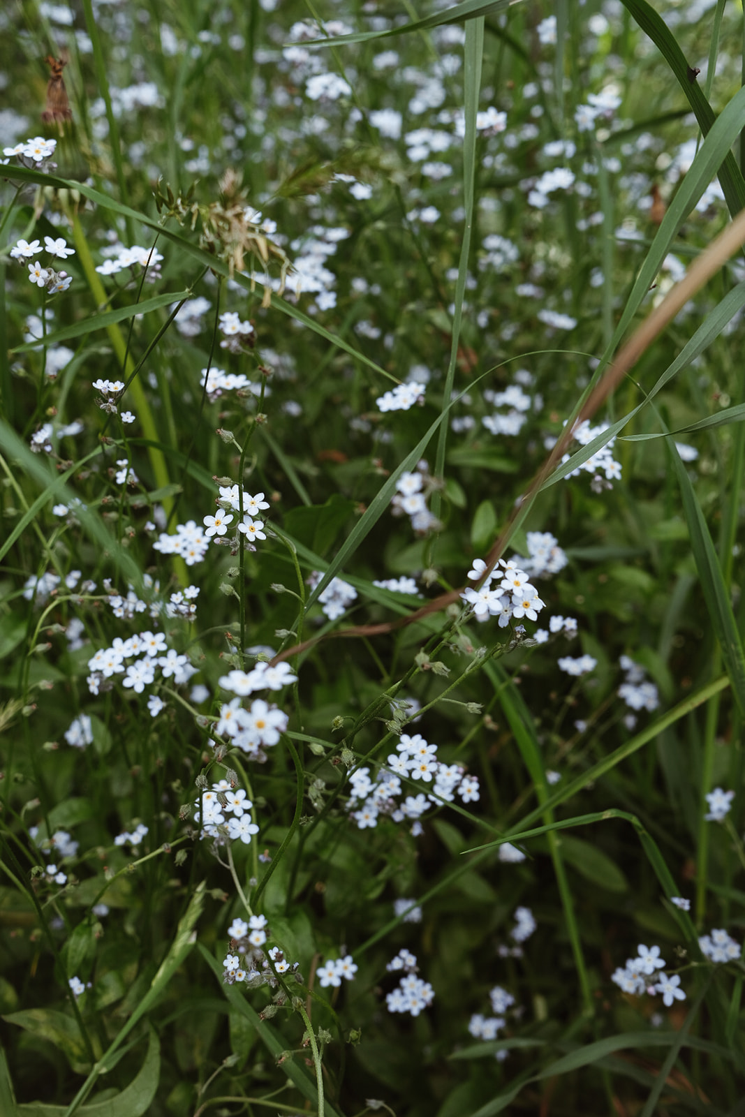 Rasa fleurs bleues