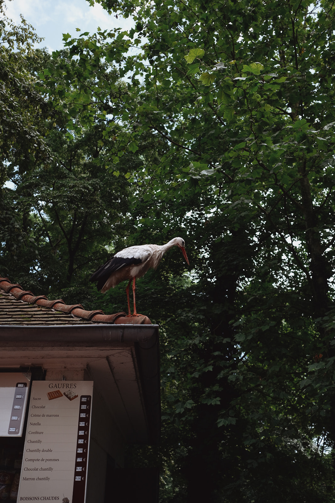 Strasbourg Cigogne dans le parc de l'orangerie a Strasbourg