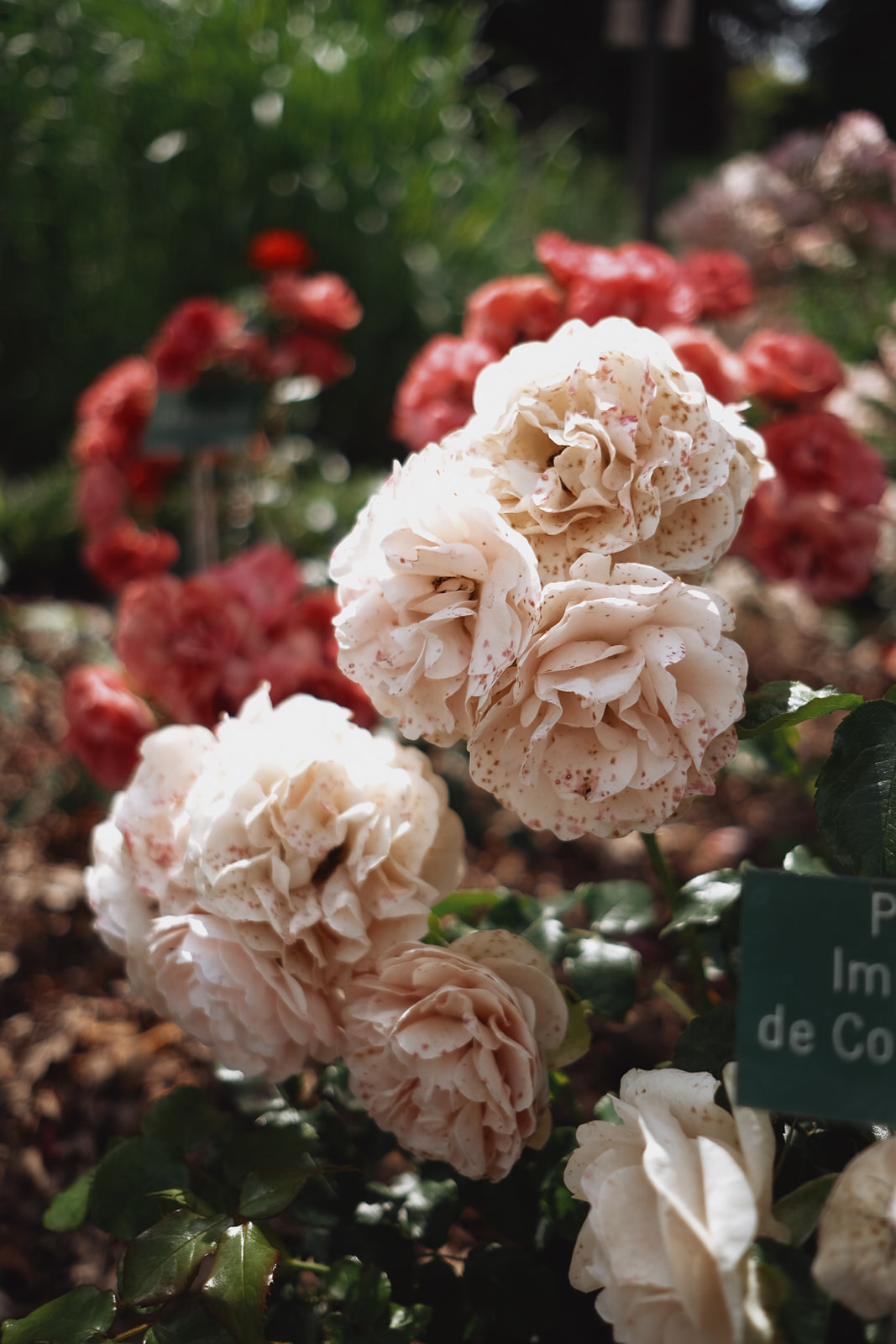 Parc du Thabor parc-du-thabor-roses