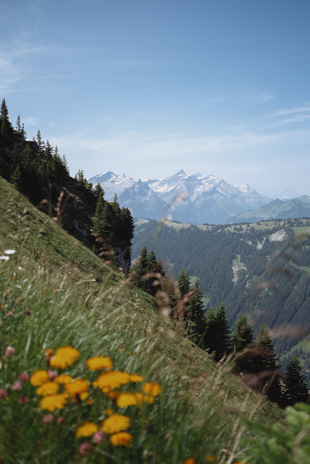 Wasserngrat fleur-sommet-wasserngrat