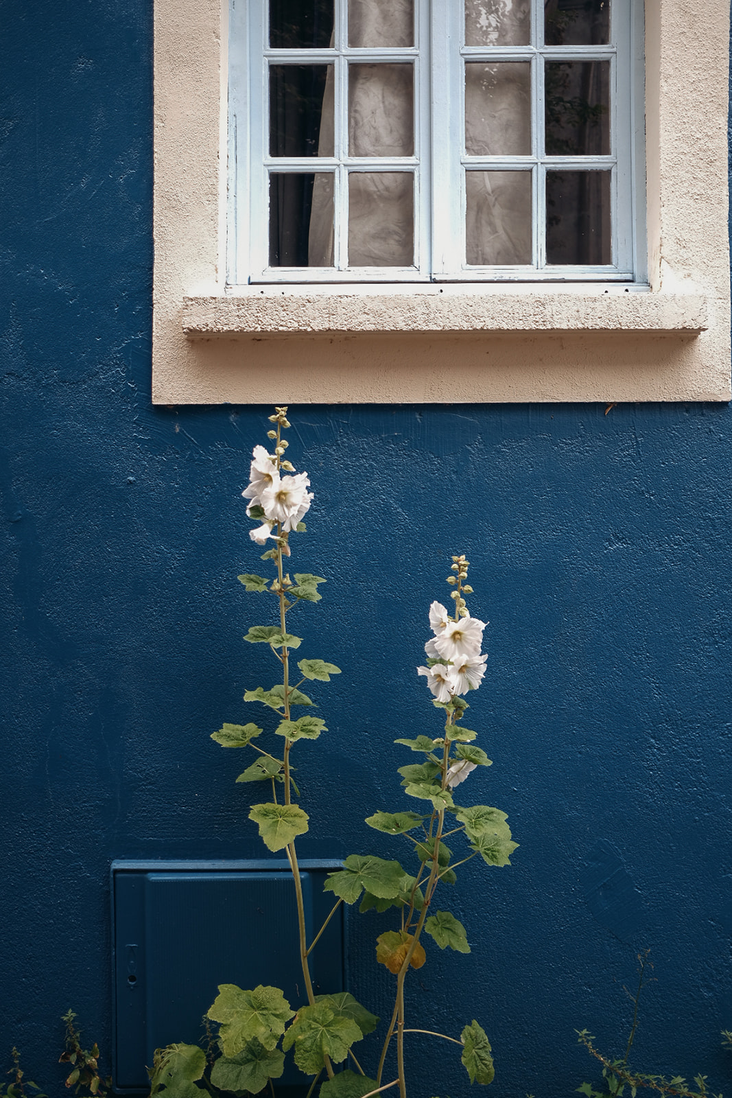 Trentemoult fenetre-maison-bleue-fleurs-trentemoult-nantes