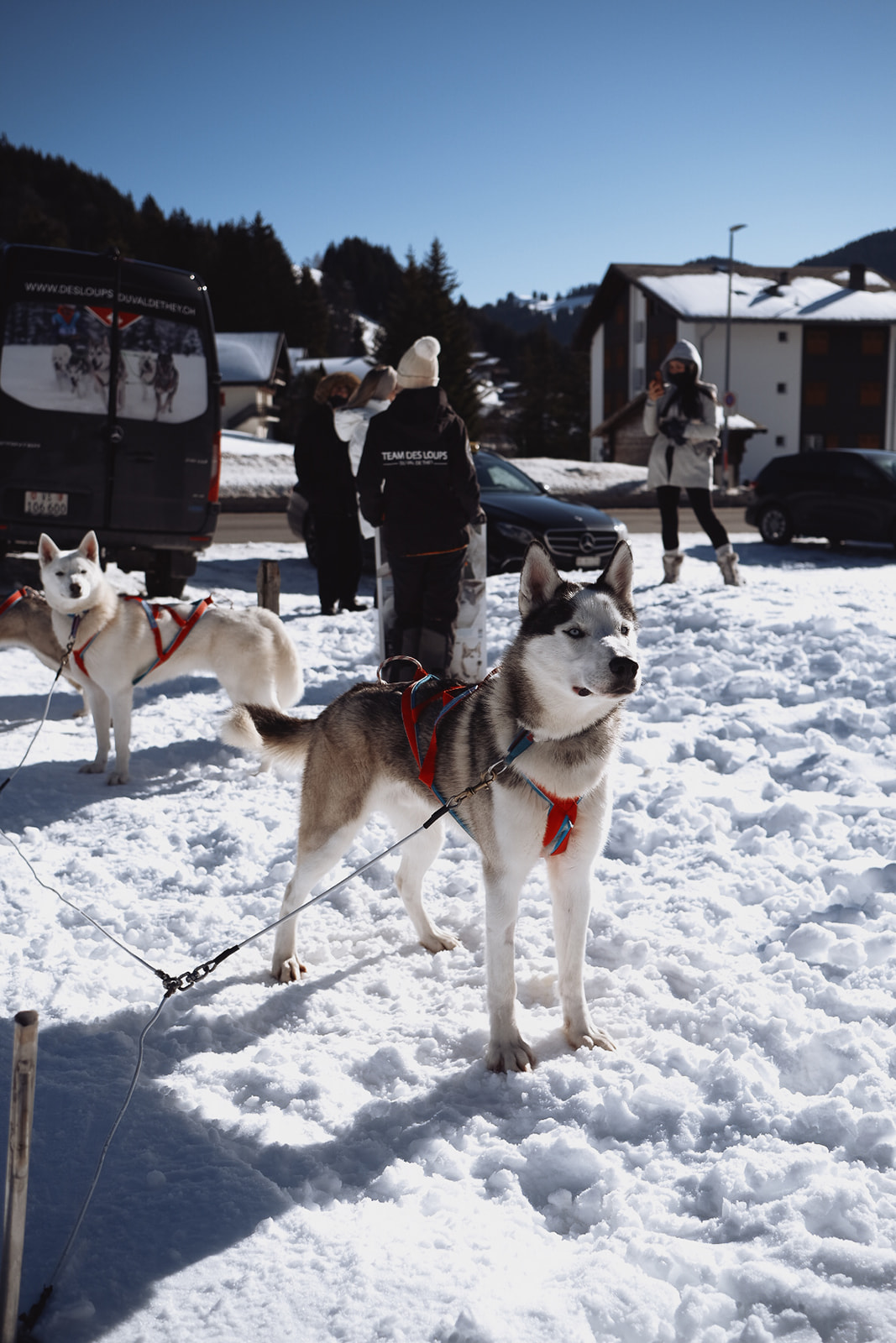 morgane-schaller-morgins-mushing-les-loups-du-val-de-they morgane-schaller-morgins-mushing-les-loups-du-val-de-they