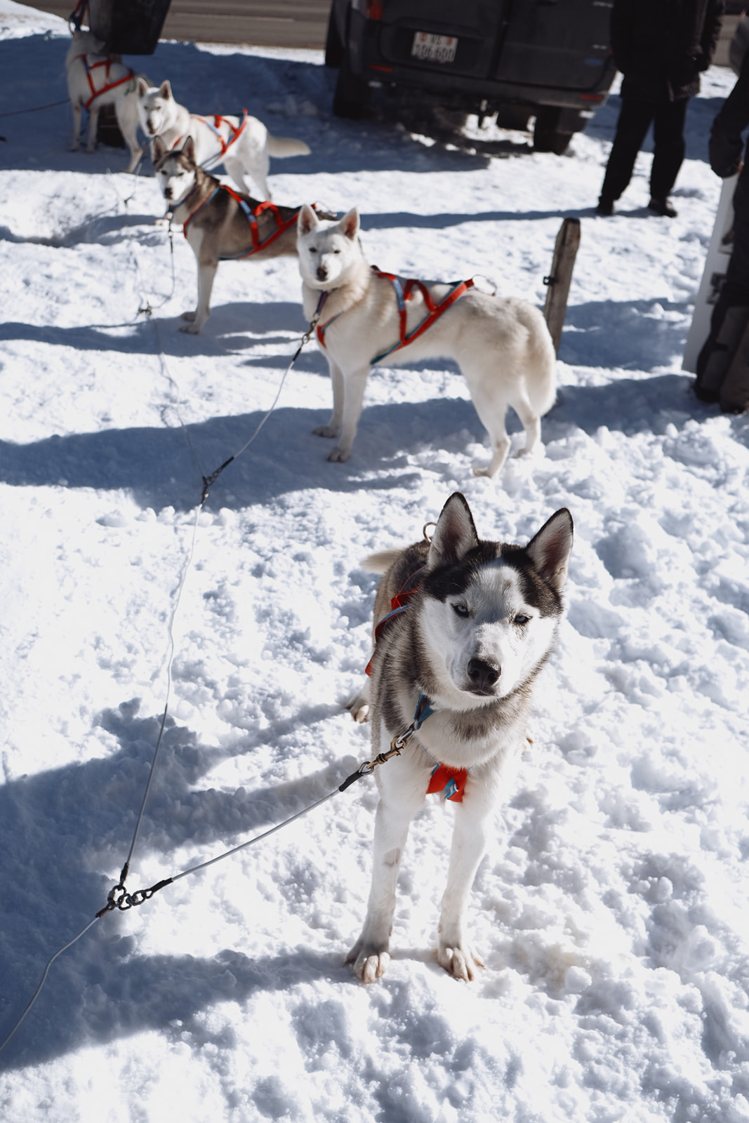 morgane-schaller-morgins-mushing-les-loups-du-val-de-they morgane-schaller-morgins-mushing-les-loups-du-val-de-they